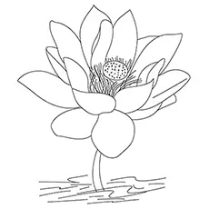 A Lotus Flower, India coloring page
