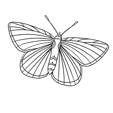 Top 50 Free Printable Butterfly Coloring Pages Online