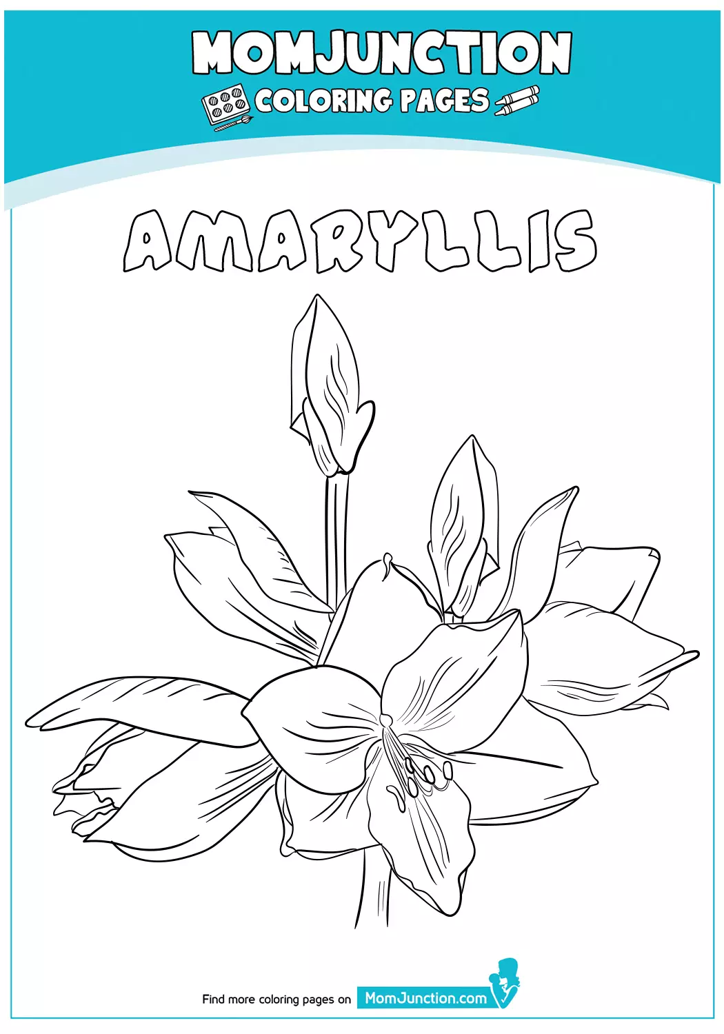 Amaryllis-18