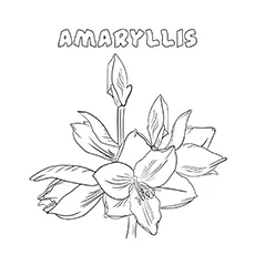 Amaryllis flower coloring page
