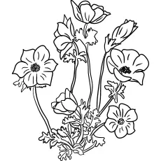 Anemone flowers coloring page_image