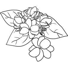 Arabian jasmine flower coloring page