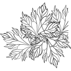 Autumn leave to color Fall coloring page