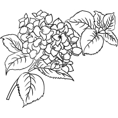 Begonia flowers coloring page