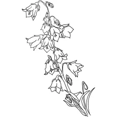 Bell flowers coloring page_image