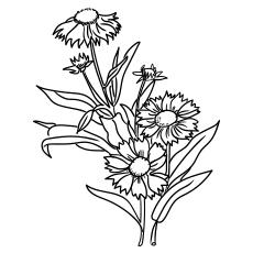 Blanket flowers coloring page