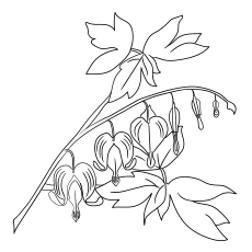 Bleeding heart flowers coloring page