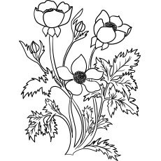 Buttercup flowers coloring page
