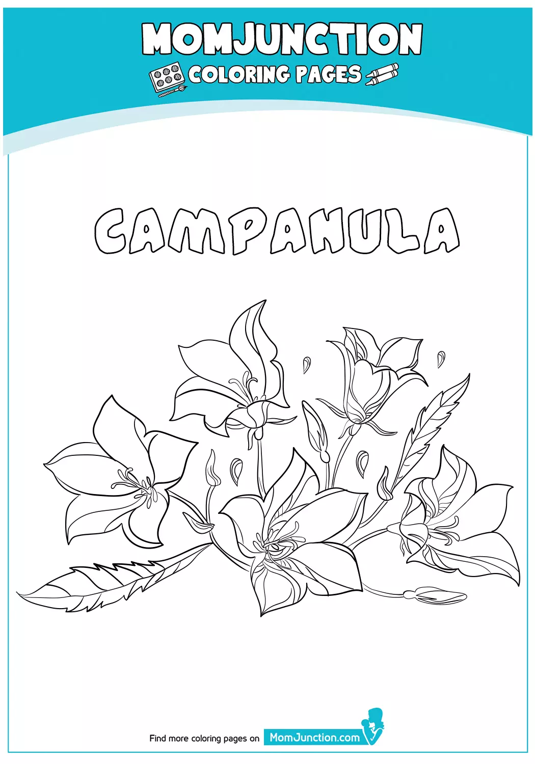 Campanula-18