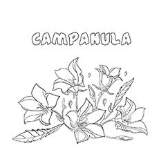 Campanula flowers coloring page_image
