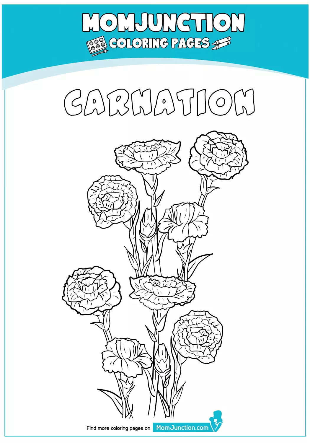 Carnation-18