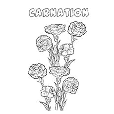 Carnation flowers coloring page