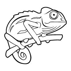 veiled chameleon coloring pages