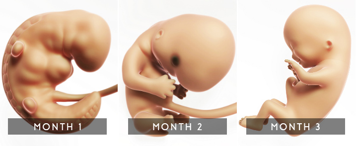 Embryonic stages of pregnancy