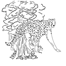 Blackdot cheetah coloring page
