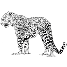 Cheetah-alone