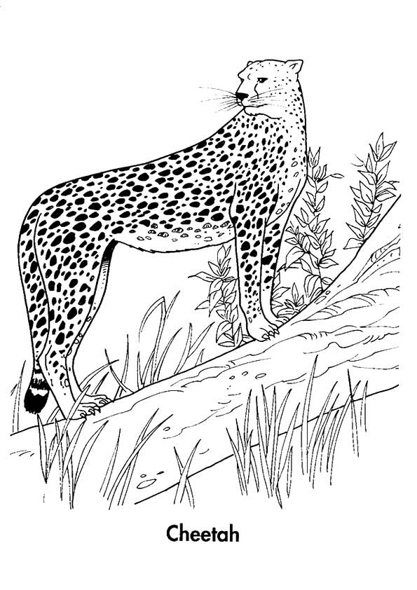 Cheetah-in-forest