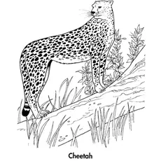 Cheetah in forest coloring page