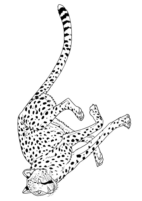 Cheetah-jump-with-angry