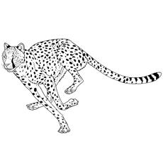 Angry cheetah jumping coloring page