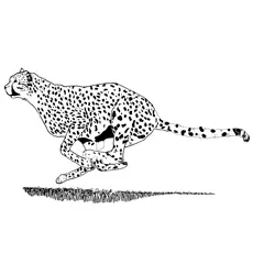 Cheetah jumping in the field coloring page