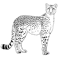 Cheetah staring coloring page