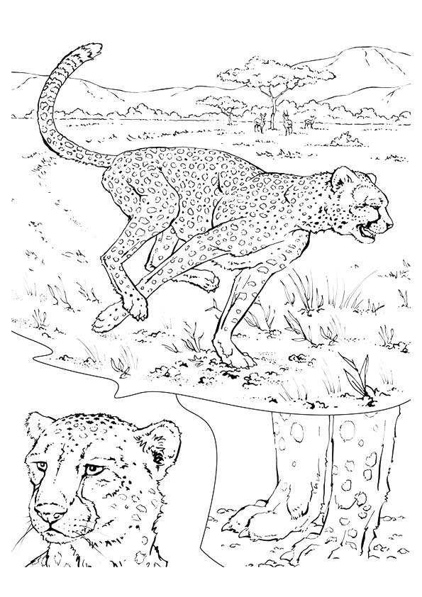 Cheetah-runing