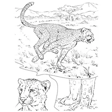 Cheetah running in the field coloring page