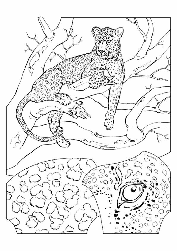 Cheetah-sitting-on-the-tree