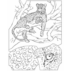 Cheetah sitting on the tree coloring page