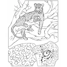 Cheetah sitting on the tree coloring page