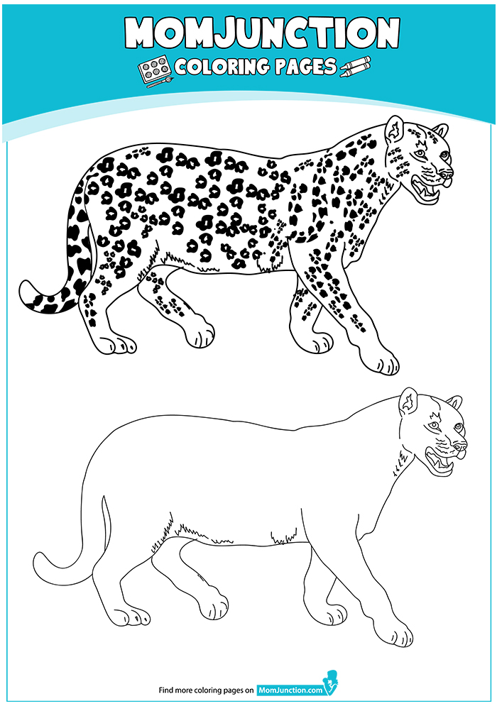 Cheetah-with-friend-16