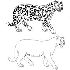 Cheetah-with-friend-16