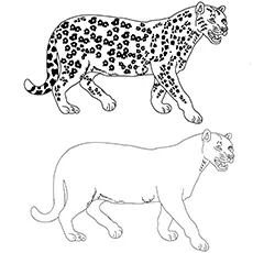 Cheetah With Friend coloring page
