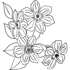 Clematis flowers coloring page_image
