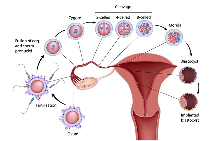 stages of conception and implantation