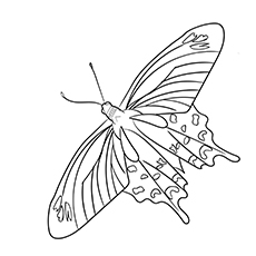 Crimson Rose Swallowtail Butterfly coloring page