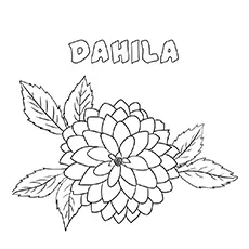 Dahlia flower coloring page_image
