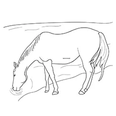 Dappled Mare Colt drinking water coloring page