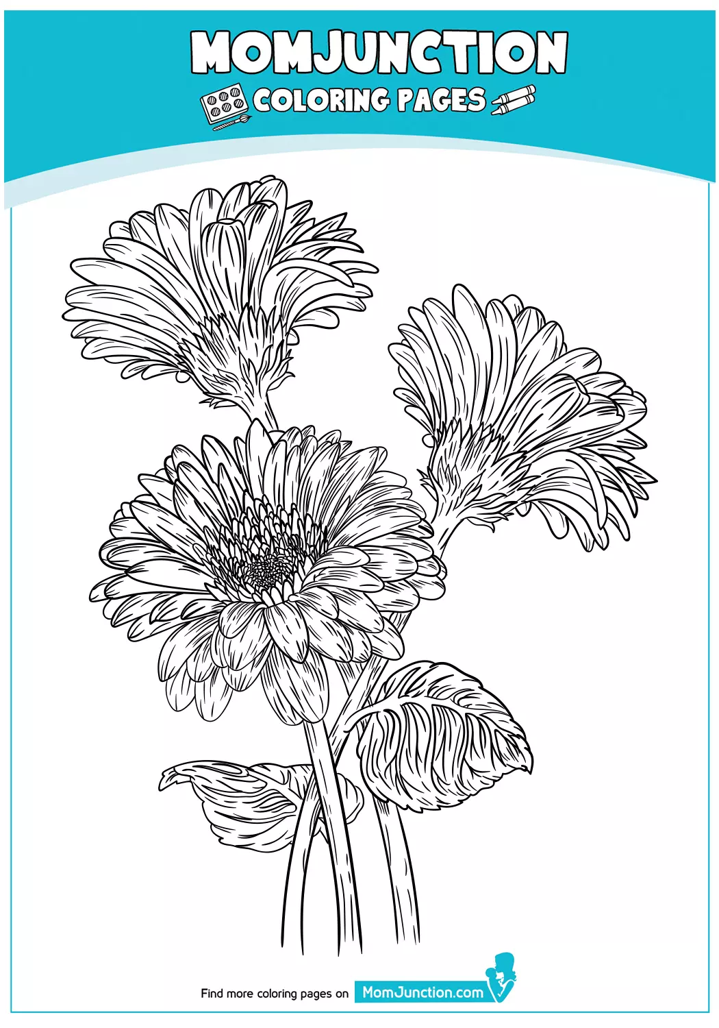 Gerbera-daisy