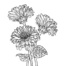 Gerbera daisy flowers coloring page