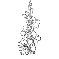 Gladiolus flowers coloring page