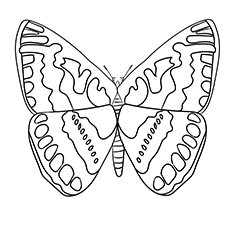 Hesperiidae Butterfly coloring page