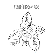 Hibiscus flower coloring page