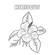 Hibiscus flower coloring page_image