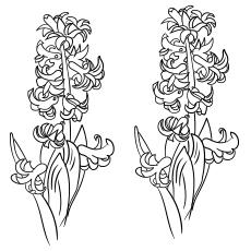 Hyacinth flowers coloring page