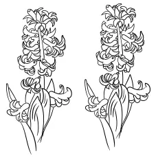 Hyacinth flowers coloring page