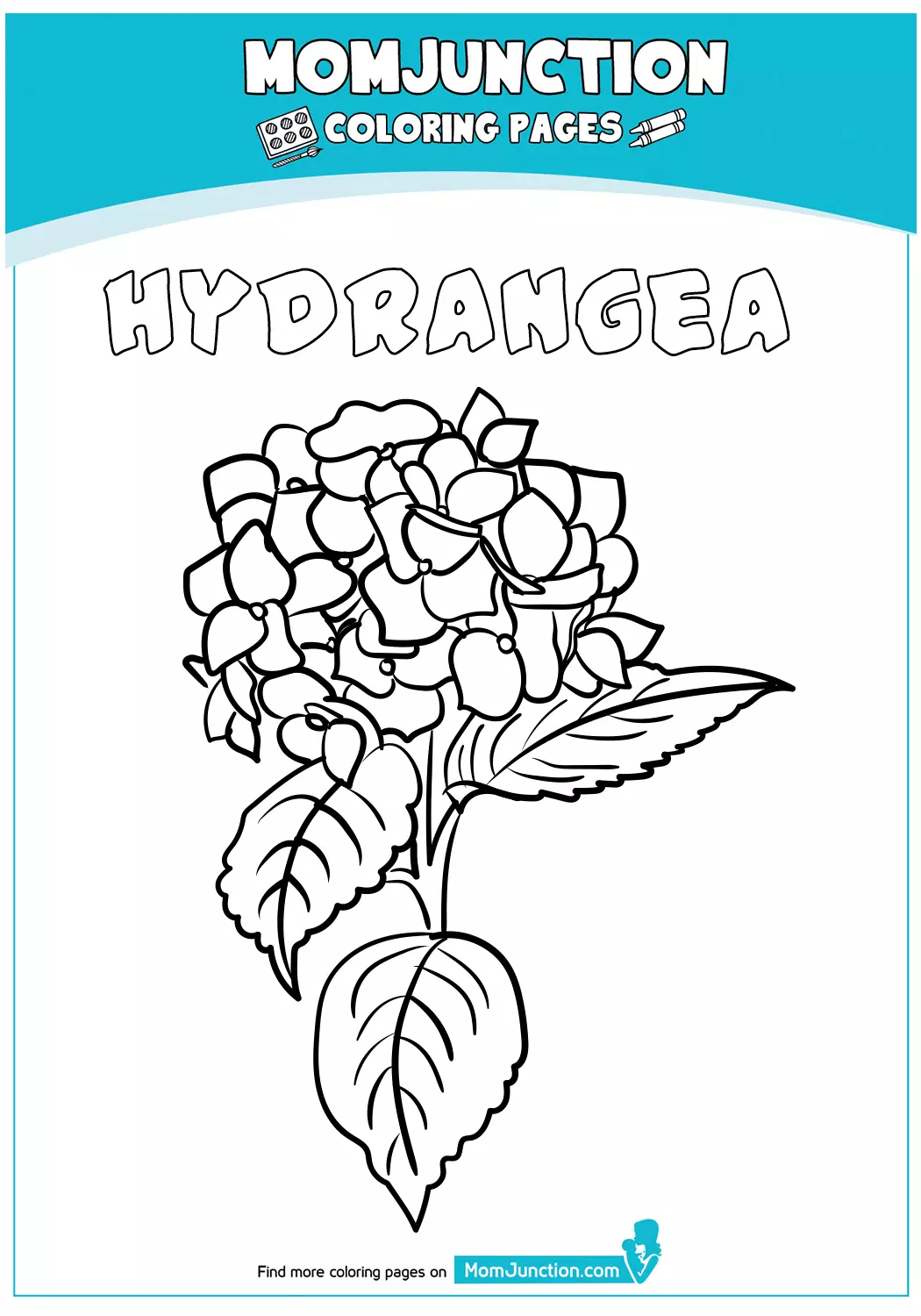 Hydrangea-Flower-18