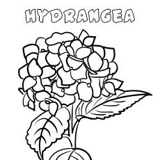 Hydrangea Flower