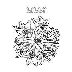 Lily flowers coloring page_image